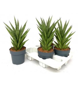 Sanseveria Ov Ø 14