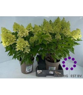 Hydrangea pan pandria Ø 23 h 70