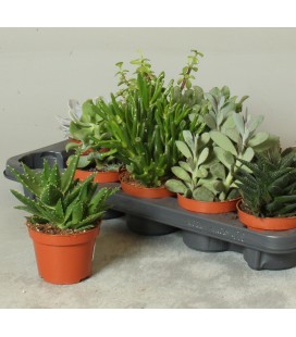 Succulente Ov Ø 10.5