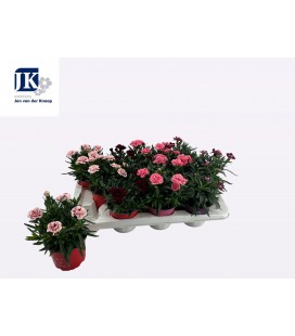 Oeillet Mélange Pot de 12