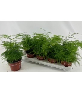 Asparagus Setaceus pot de 12
