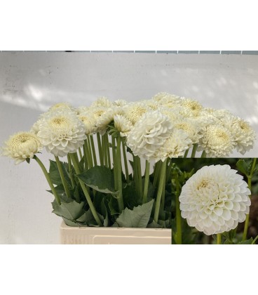 Dahlia Reycroft jan 50 cm