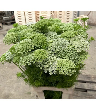 Dill Casablanca 80 cm