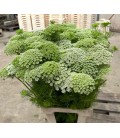 Dill Casablanca 80 cm