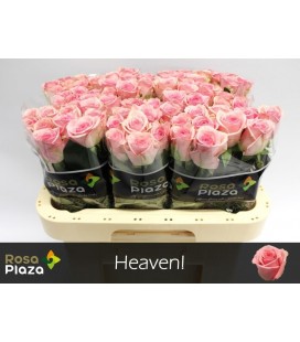 Rose Heaven 60 Cm