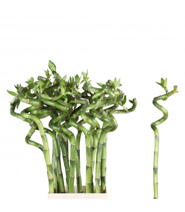 Dracena Lucky Bamboo 50 Cm
