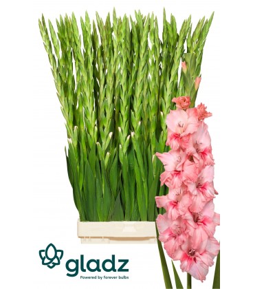 Glaieul Agrenalin 130 cm