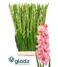 Glaieul Adrenalin 120 cm