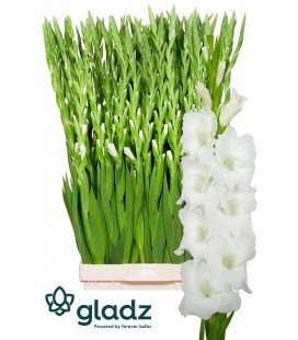 Glaieul Nova Zemla 120 cm