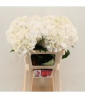 Hortensia Schneeball 60 cm