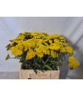 Achilée Moonshine 40 cm