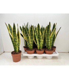 Sanseveria Laurentii pot de 14 cm