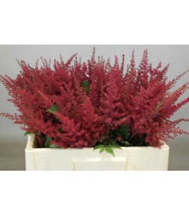 Astilbe paul Gaarde 55 cm