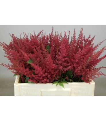 Astilbe paul Gaarde 55 cm