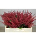 Astilbe paul Gaarde 55 cm
