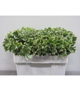 Pittosporum Ilan 40 cm