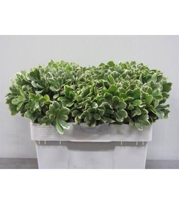Pittosporum Ilan 40 cm