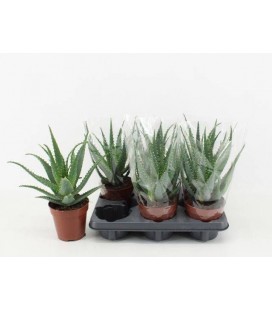 Aloe arborescens pot de 12 H28