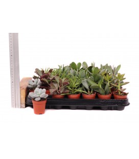 Succulentes pot de 5.5