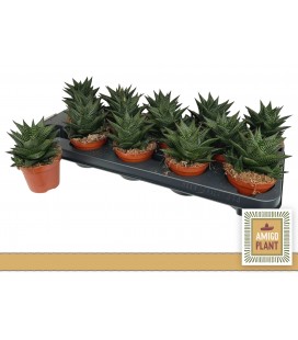 Hawortia Limifolia Ø 8.50