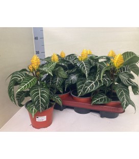 Aphelandra pot de 13 h 38