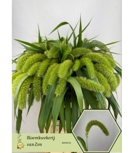 Setaria Voll Melk