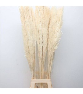 Pampa teinté 115 cm