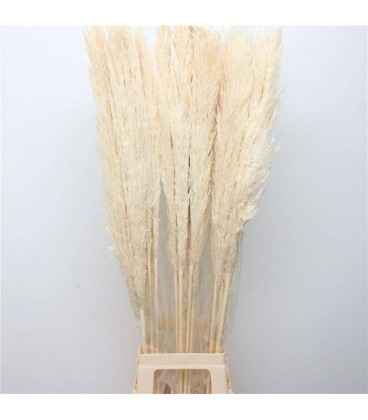 Pampa teinté 115 cm