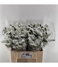Statice Harmony wings 75 cm