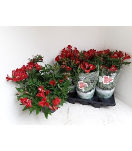 Alstromeria Ø de 19