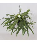 Platycerium pot de 21