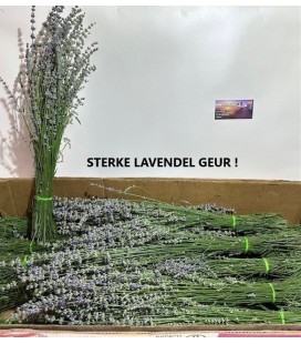 Botte de Lavande