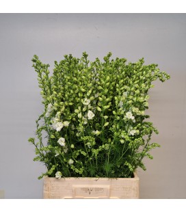 Pied d'alouette Blanc 75 cm