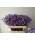 Limonium maine Blue 80 cm