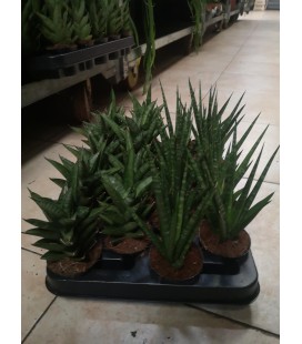 Sanseveria Ø 7