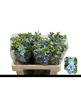 Oxypetalum bleu 55 cm x 20
