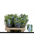 Oxypetalum bleu 55 cm x 20