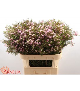 Wax Alouana 80 cm