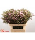 Wax Alouana 80 cm