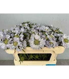 Scabieuse Davida 60 cm