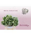 Bouvardia White Sensation 40 cm
