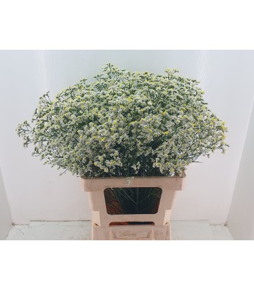 Limonium Bright Diamond 60 cm