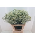 Limonium Bright Diamond 60 cm