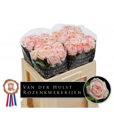 Rose Tres Jolie 50 cm