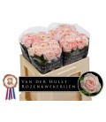 Rose Tres Jolie 50 cm