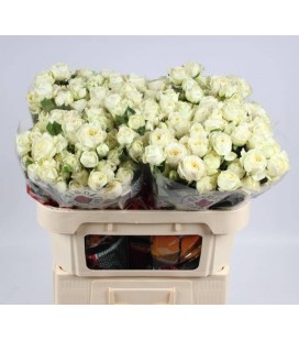 Rose Branchue Muthoni 70 cm