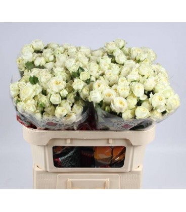Rose Branchue Muthoni 70 cm