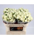 Rose Branchue Muthoni 70 cm