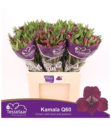 Alstromeria Kamala 