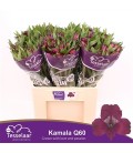 Alstromeria Kamala 